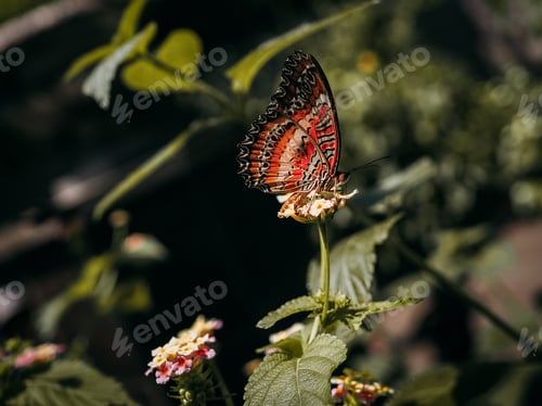 Preview: Beautiful butterfly
