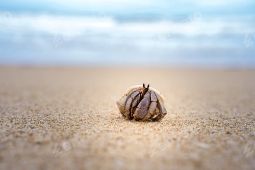 Preview: Colorful little Hermit Crab on the beach sand and sea background. Hermit crab walking alone beach.
