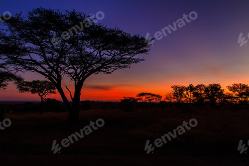 Preview: Acacias at sunset in the African savanna