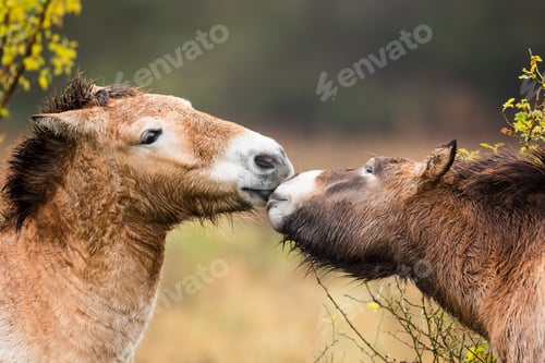 Preview: Two Przewalski's horses kissing with a blurred background