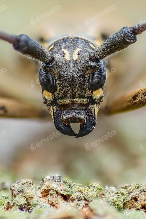Preview: long horn beetle