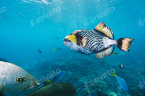 Preview: trigger fish in the great barrier reef