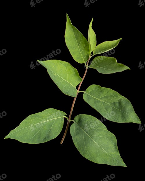 Preview: Twig with green leaves of Tatar honeysuckle, lat. Lonicera tatarica, isolated on black background