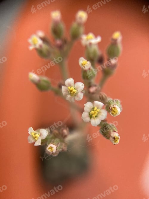 Preview: Flowers
