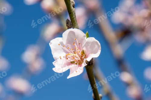 Preview: Peach blossom in spring, close-up of beautiful pink flowers