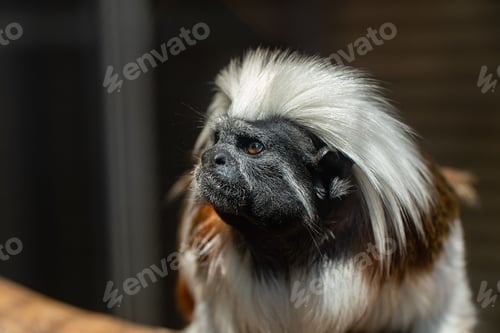Preview: Close-up of an adorable pinchi monkey (Oedipus tamarin) perched atop a tree branch