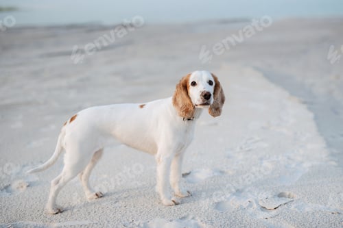 Preview: white cheerful young dog spaniel