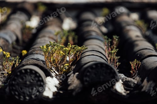 Preview: Close up of Green Moss on the wood texture
