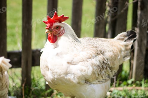 Preview: Closeup shot of a white hen on the farm