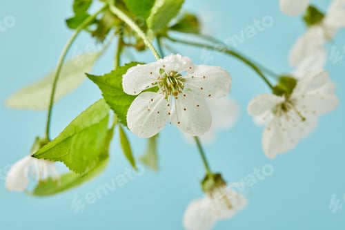 Preview: close-up shot of aromatic cherry blossom isolated on blue