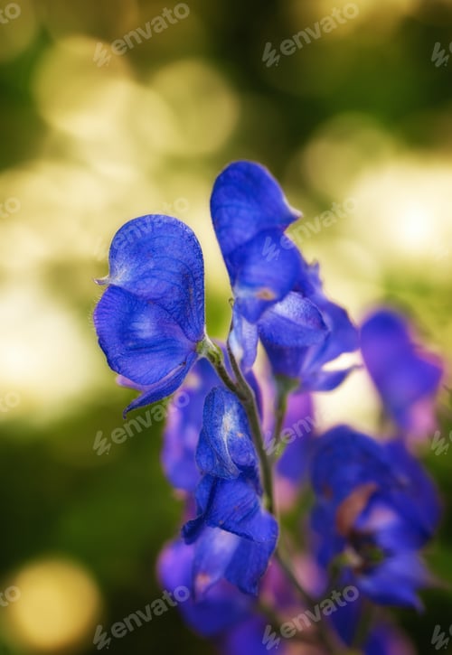 Preview: Monkshood (Aconitum napellus)