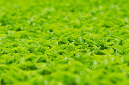Preview: Seedlings at a plant nursery.