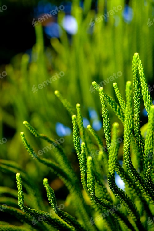 Preview: Green spruce coniferous tree background