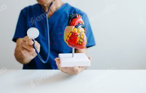 Preview: Doctor holding a human heart anatomy model for cardiology education, medical learning, and