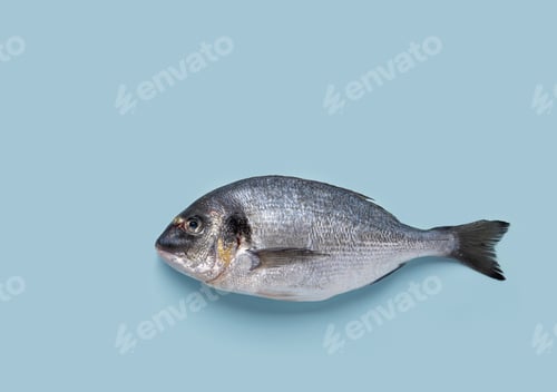 Preview: Fresh raw dorado fish on a blue isolated background. The concept of dietary and healthy food.
