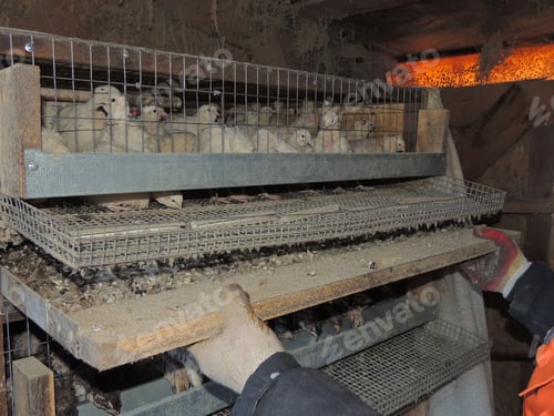 Preview: a poultry farmer cleans a quail cage, taking out a tray with droppings