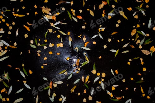 Preview: autumn red, yellow, green leaves on black wet asphalt