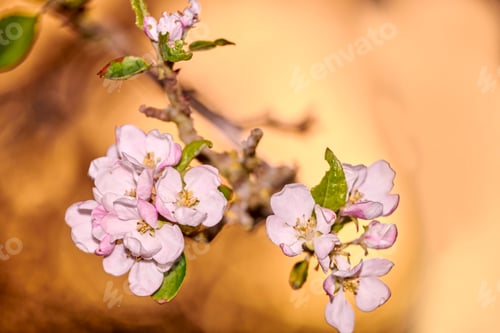 Preview: Apple trees flowers