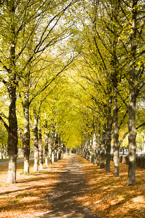 Preview: Autumn alley