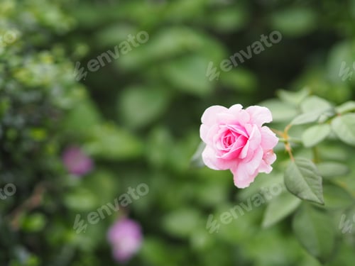Preview: Pink Rose Blossom Blooming in Green Garden