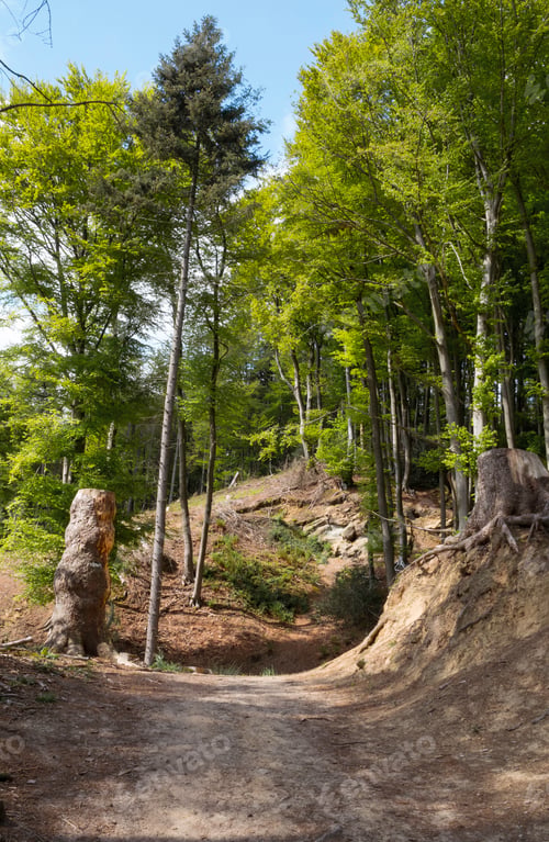 Preview: walking track in teutoburger forest at the hermanns road in germanny with forest old trees and rocks