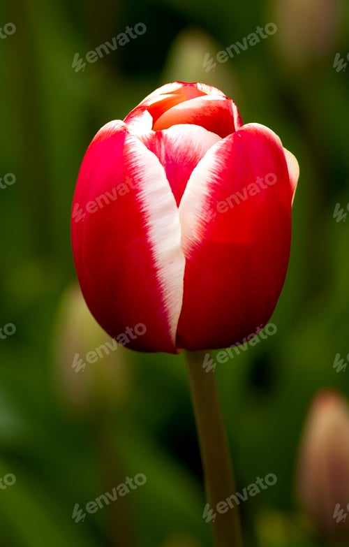 Preview: Tulips