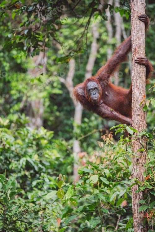 Preview: Orangutans