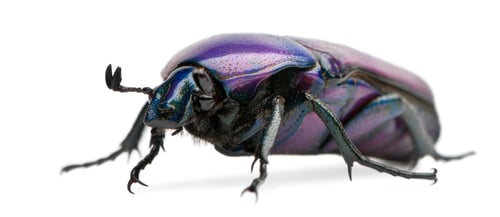 Preview: Beetle, Chlorocala Africana Oertzeni, in front of white background