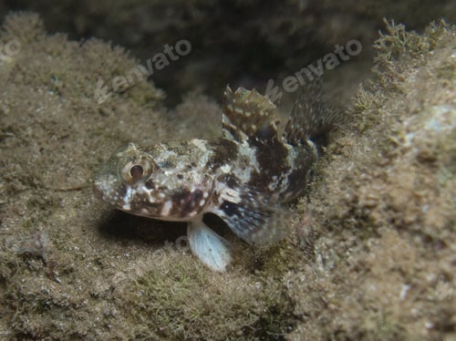 Preview: Black goby at night