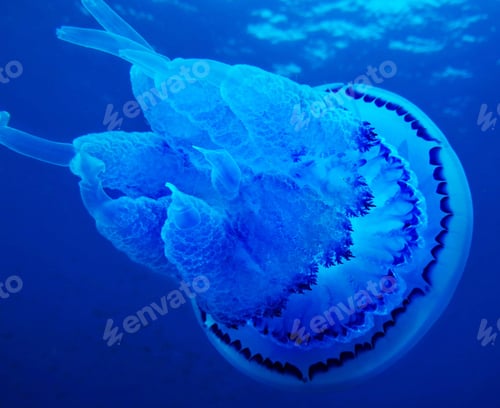 Preview: Close-up Of Jellyfish Swimming In Sea