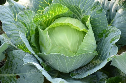 Preview: Closeup shot of a ripe green cabbage plant seedling in a garden