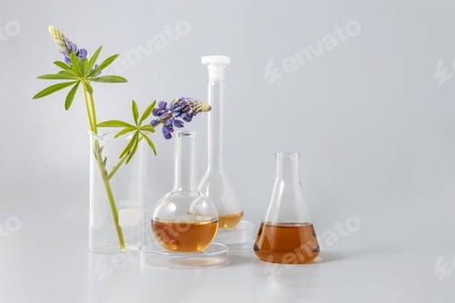 Preview: flasks with solutions, laboratory utensils with a lupine branch on a gray background
