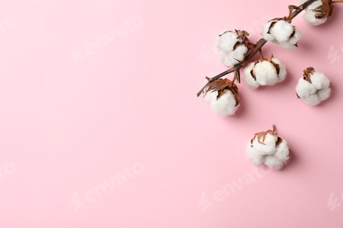 Preview: Flat lay composition with cotton flowers on pink background. Space for text