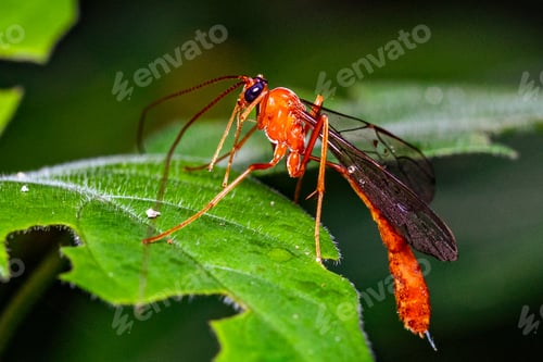 Preview: Kenya Small Insects Macro Animals Fauna Plants Flowers Vegatations Field