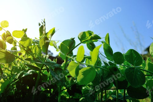 Preview: Green pea crops in spring garden