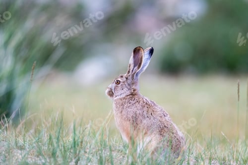 Preview: hare closeup in grass
