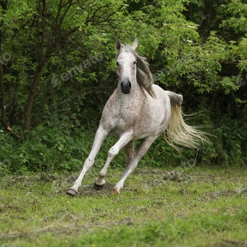 Preview: arabian, horse, mare, stallion, riding