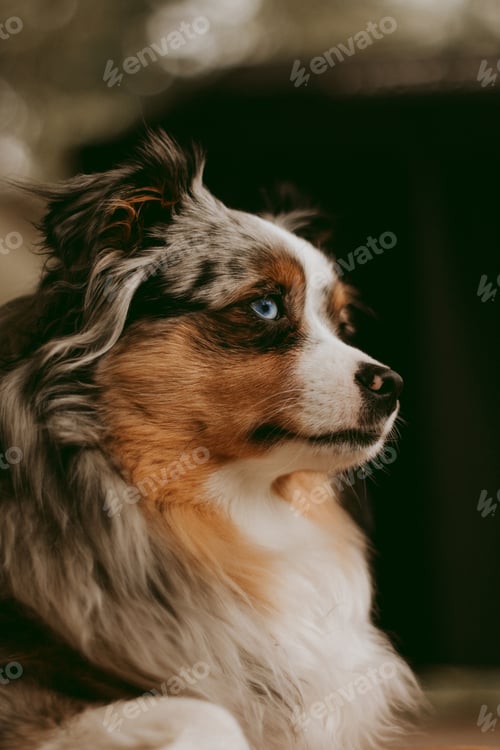 Visualização: Mini Australian Shepard Outside