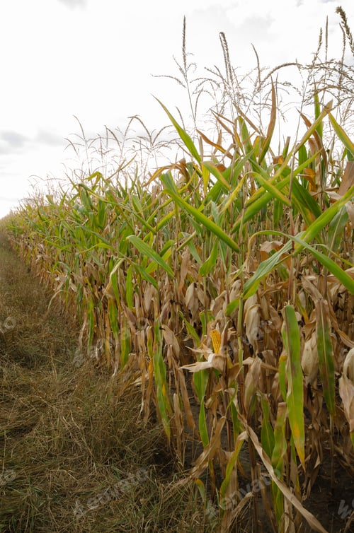 Preview: Maize corn green field summer time under daylight. Agriculture industrial background