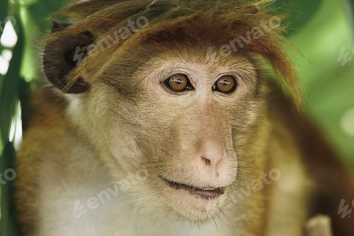 Preview: Monkey Portrait. Close-up of a Monkey Face in a Natural Forest