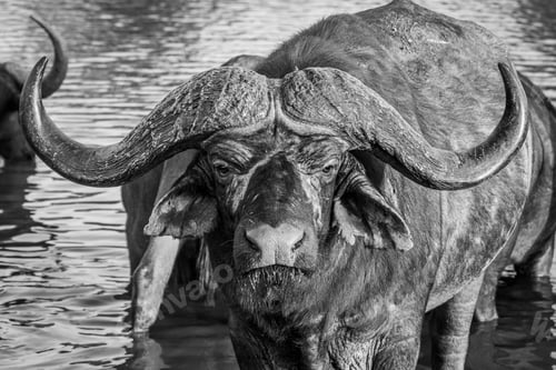 Preview: Buffalo, Syncerus caffer, black and white portrait of a buffalo bull.
