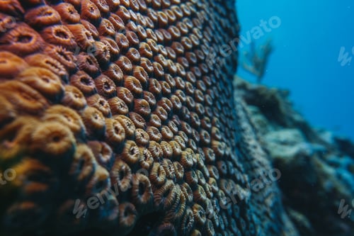 Preview: coral reef macro ,texture, abstract marine ecosystem background on a coral reef