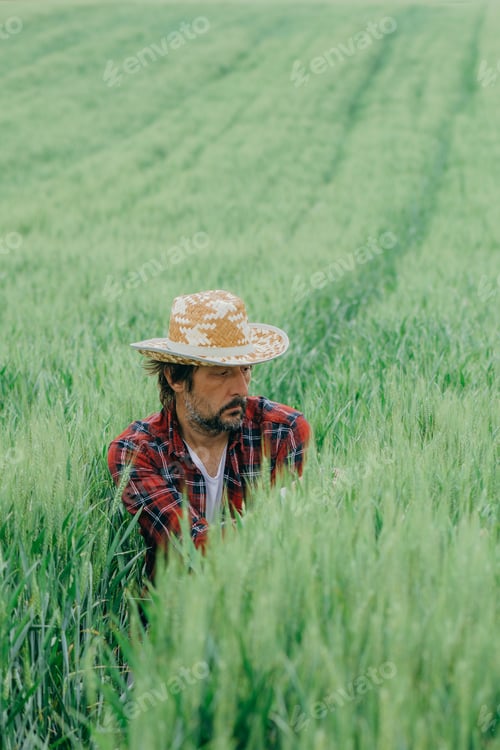 Preview: Farm worker inspecting green wheat crop development in field