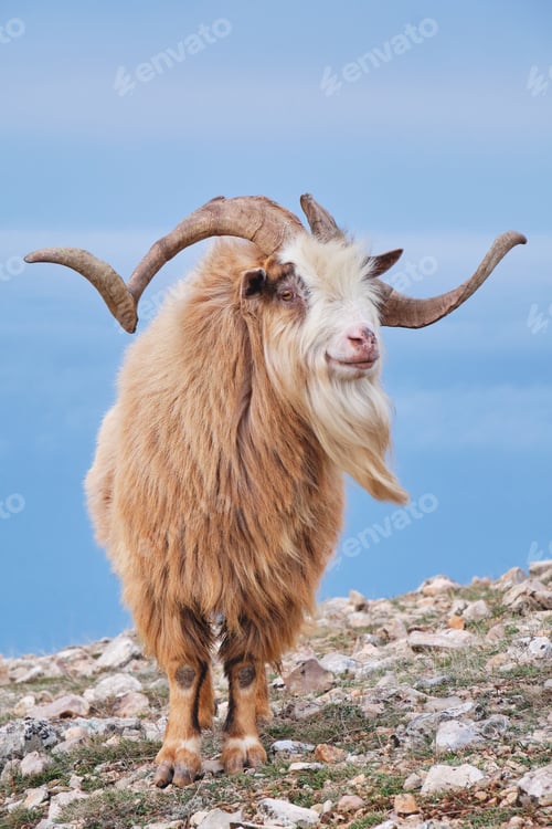 Preview: Portrait of wild goat.