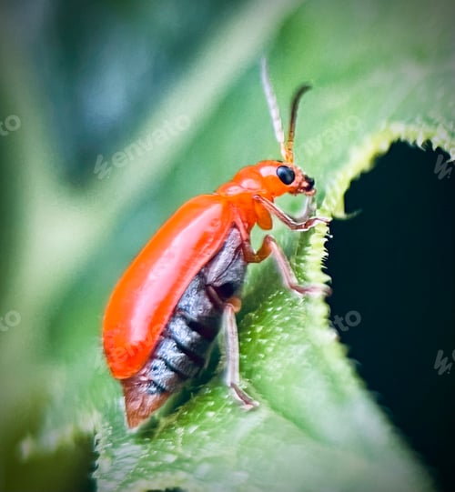 Preview: Small orang insect sitting on a bright green leaf