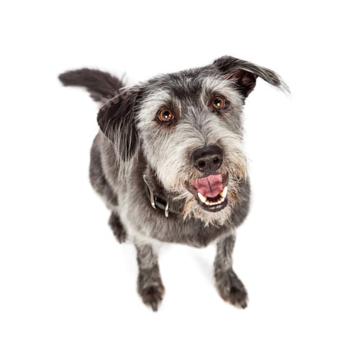 Preview: Happy Crossbreed Dog Sitting - Overhead View