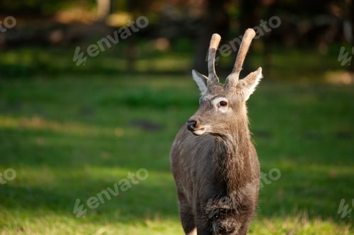 Preview: wild animals, deer in the forest, european fauna