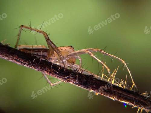 Preview: Lynx spider, nature background photo