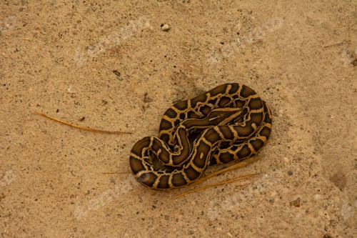 Preview: Top view of tiger python on the ground