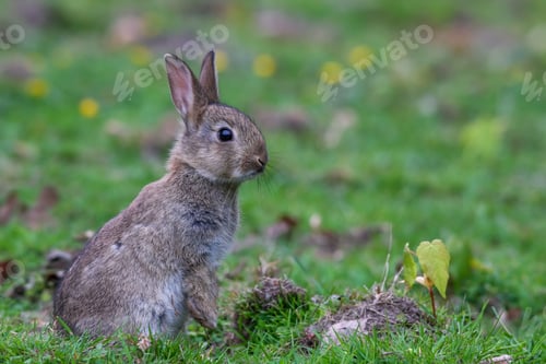 Preview: Closeup shot of a rabbit perched on the lush green grass in a park